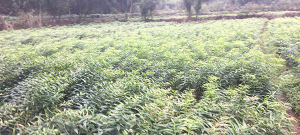 黃精種植基地