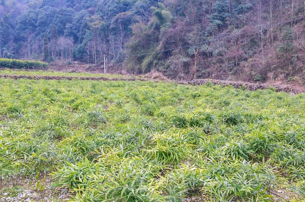 黃精種植基地