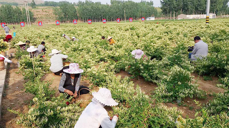 金銀花種植基地