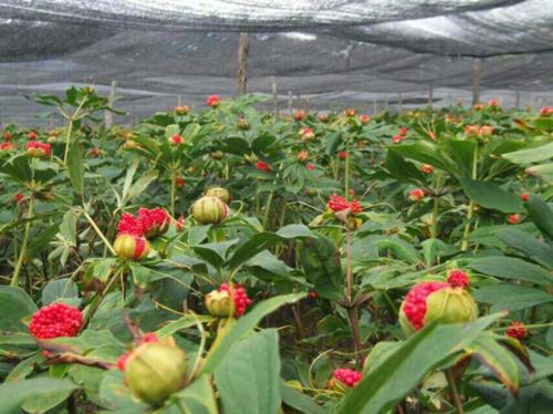 重樓種植基地