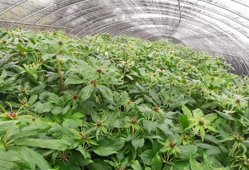 重樓種植基地