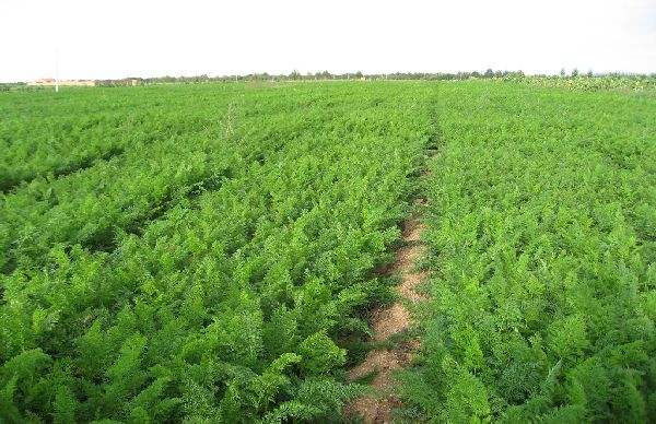天冬種植基地