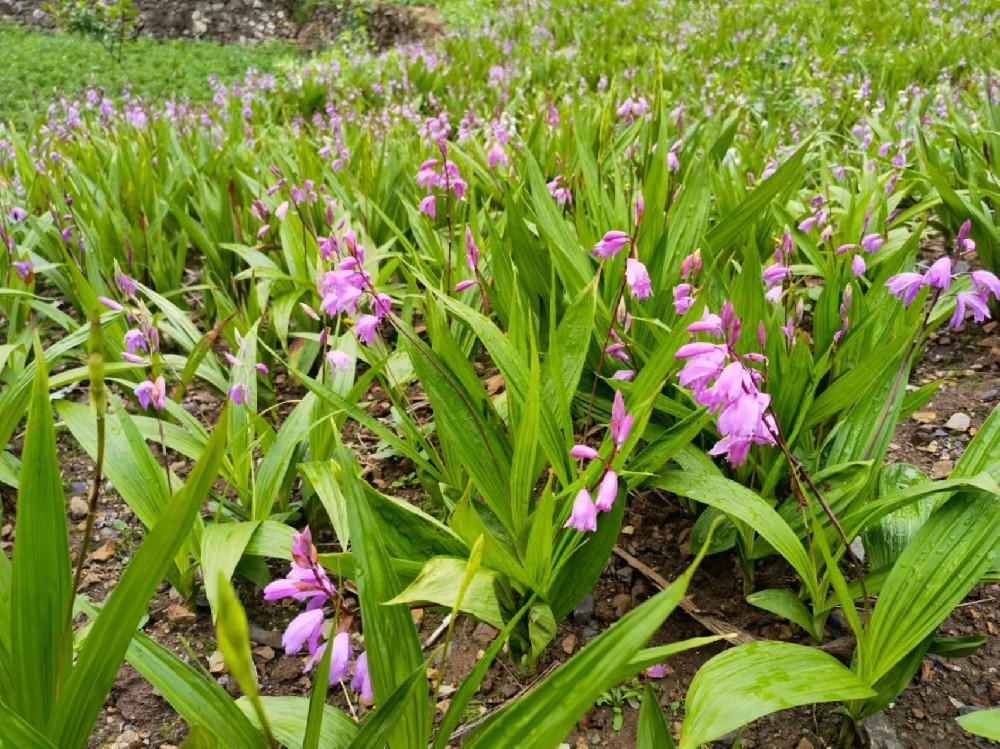 湖北英山現(xiàn)代農(nóng)業(yè)集約化育苗科技園白芨品種介紹